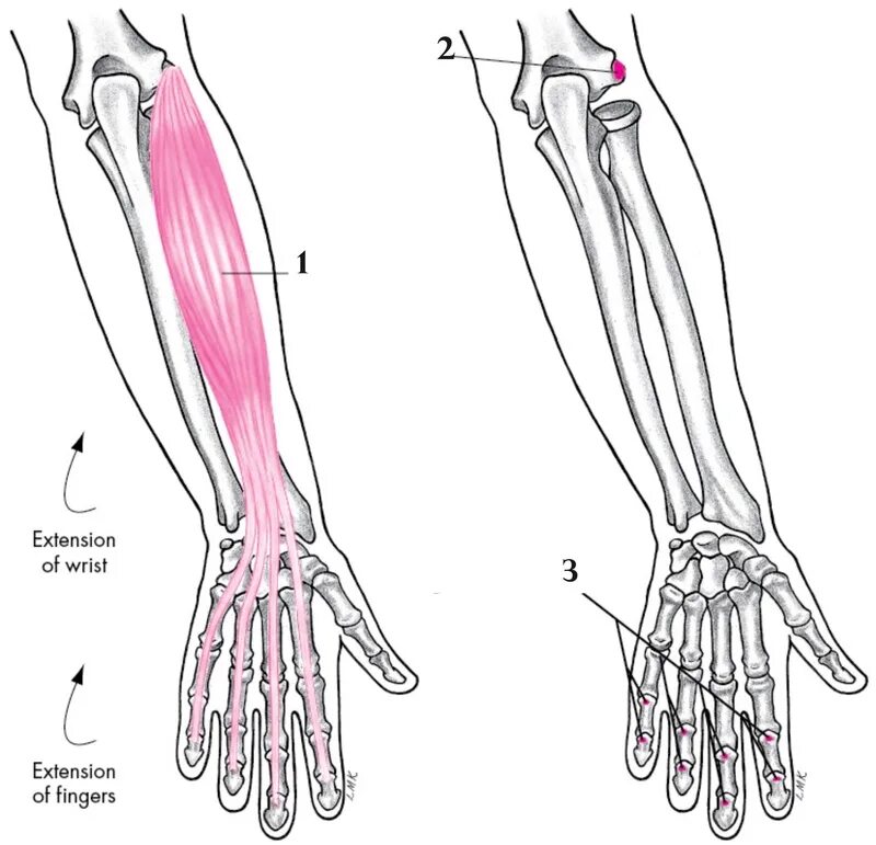 M extensor digitorum. Разгибатель пальцев- musculus extensor digitorum. musculus extensor digitorum иннервация. разгибатель пальцев m. extensor digitorum. экстензор дигиторум.