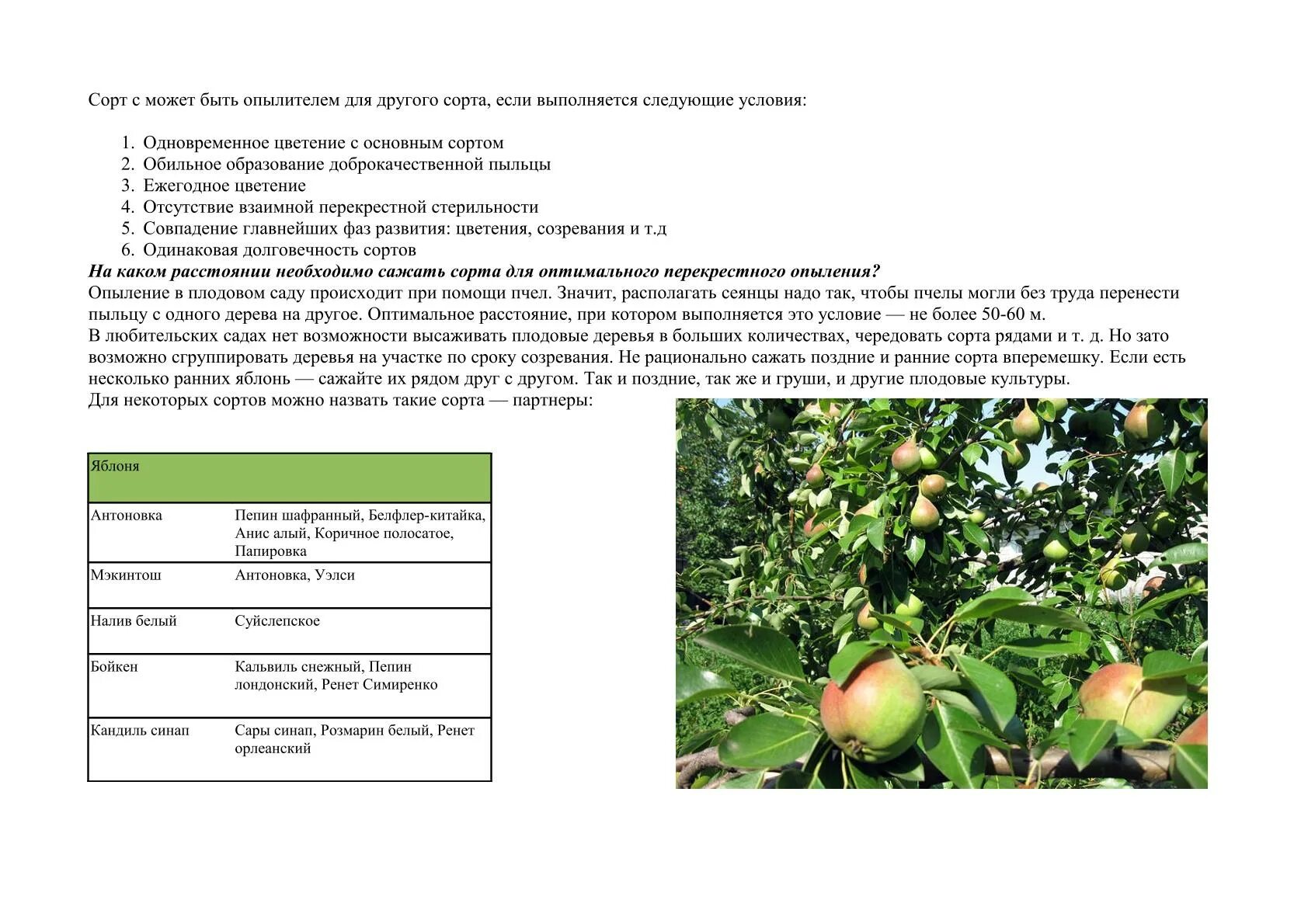 Опылители для груши. Сорта опылители для яблонь. Яблони опылители таблица. Таблица сортоопылителей яблони.