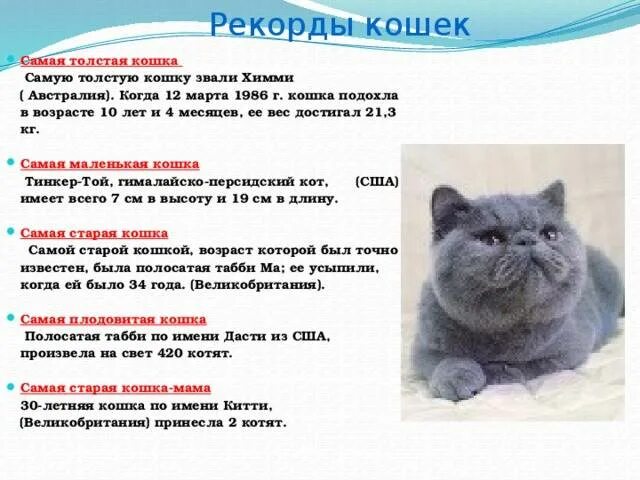 Как определить сколько котенку