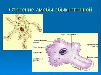 Амеба обыкновенная строение