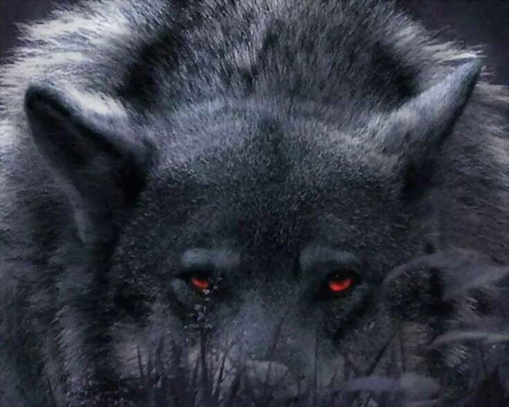 Pin de Natural Witch en Wolves en 2020 Amor de lobo, Stuffed animals, Espíritu d