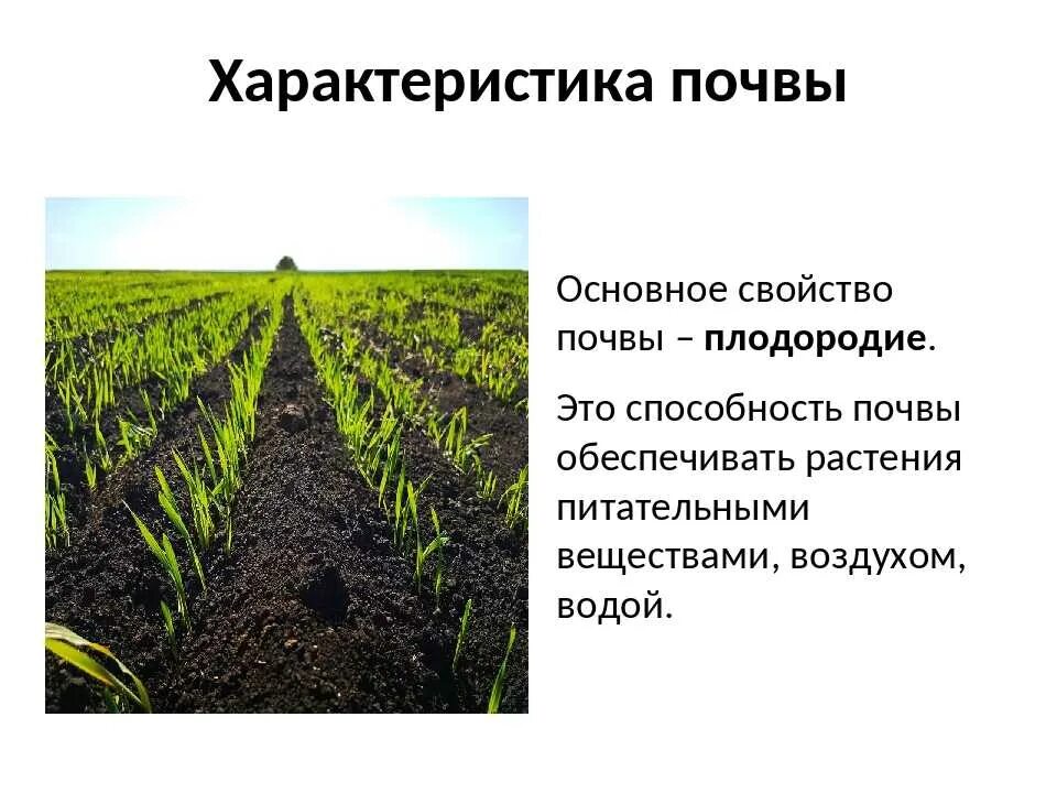 Плодородие почвы кратко 5 класс. Почва плодородие почвы. Основное свойство почвы плодородие. Характеристика почвы. Особенности плодородия почвы.
