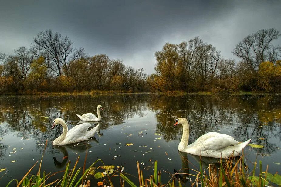 Лебеди по годам. Ваня деревня белый лебедь. Куприк белый лебедь. Лебеди в деревне. Исполнитель белые пруды.