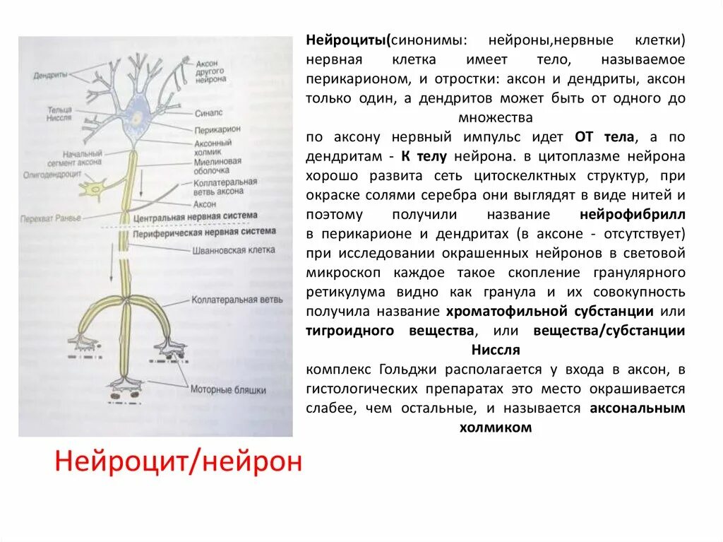 Нейроны и нейроциты. Строение нейроцита. Коллатерали нейрона. Нервная клетка имеет тело и отростки. Длинные отростки головного мозга