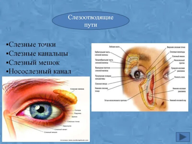 Строение слезной железы. Слезная железа и слезный мешок. Слёзная железа анатомия. Слезная железа слезные канальцы слезный мешок носослезный проток.