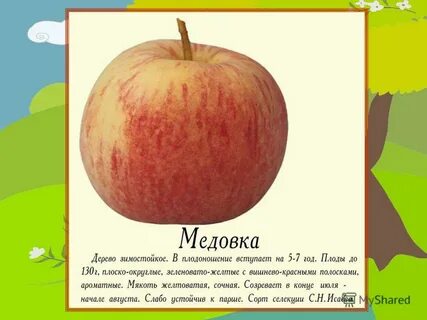 Имена яблони