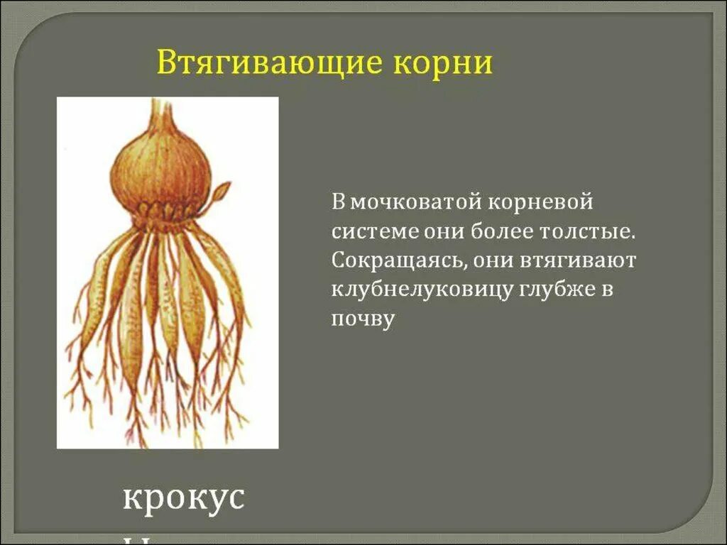 Что относится к видоизмененным корням биология 6. Сократительные втягивающие корни. Втягивающие корни функции и примеры растений.