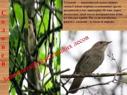 Соловей краткое содержание 5 класс