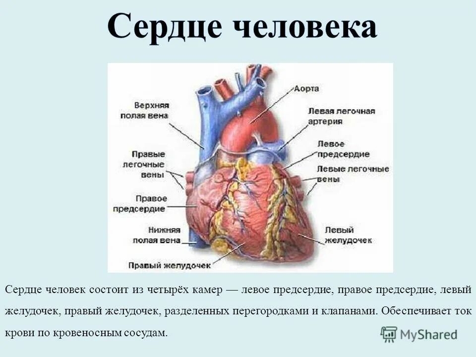 Сердце человека состоит. Левый желудочек сердца. Левый желудочек сердца человека. Сердце человека состоит из камер. Правое предсердие отделено от правого желудочка