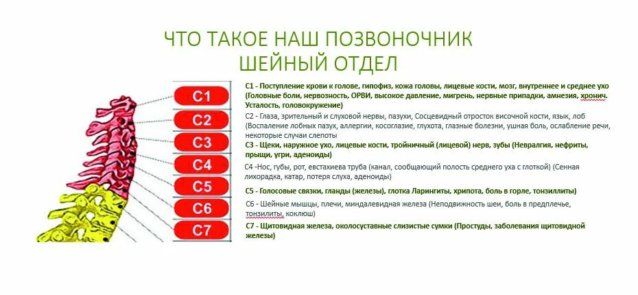 Психосоматика болезней таблица грыжа позвоночника. Схема позвонков шейного отдела позвоночника. Шейный отдел позвонки с4-с7.