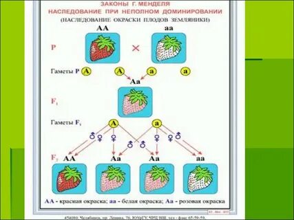 1 закон доминирования
