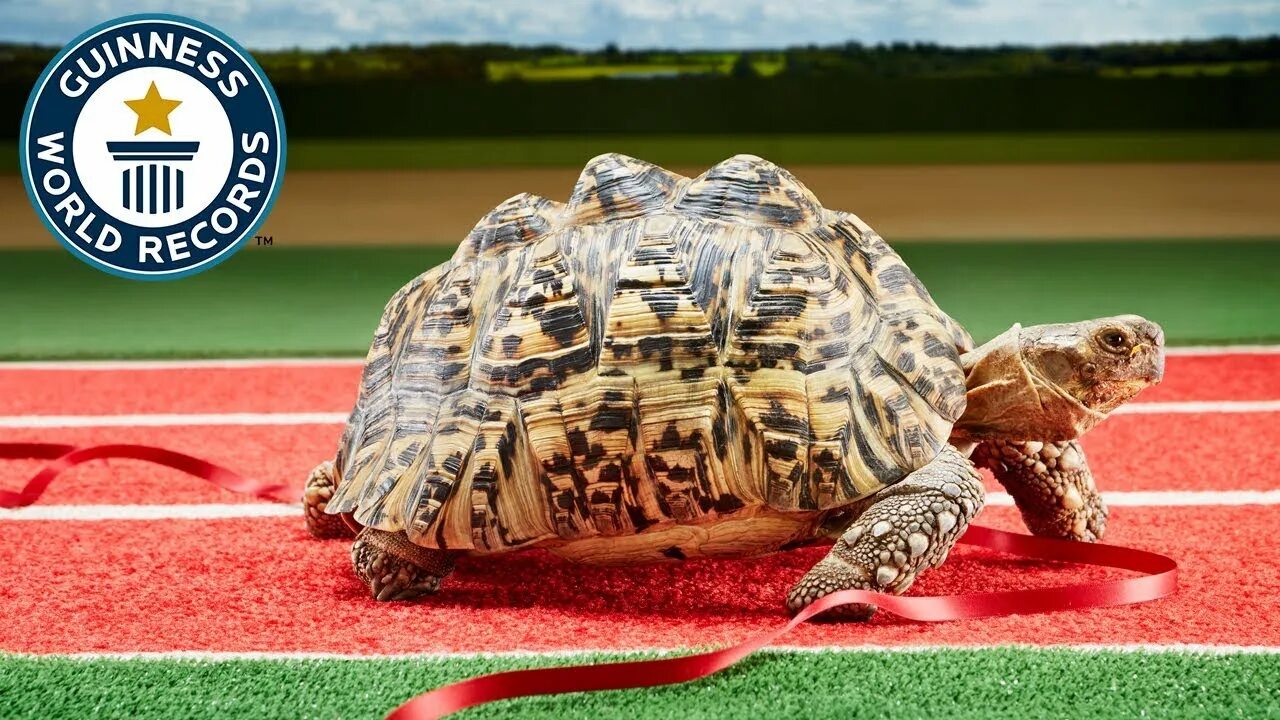 Fast tortoise