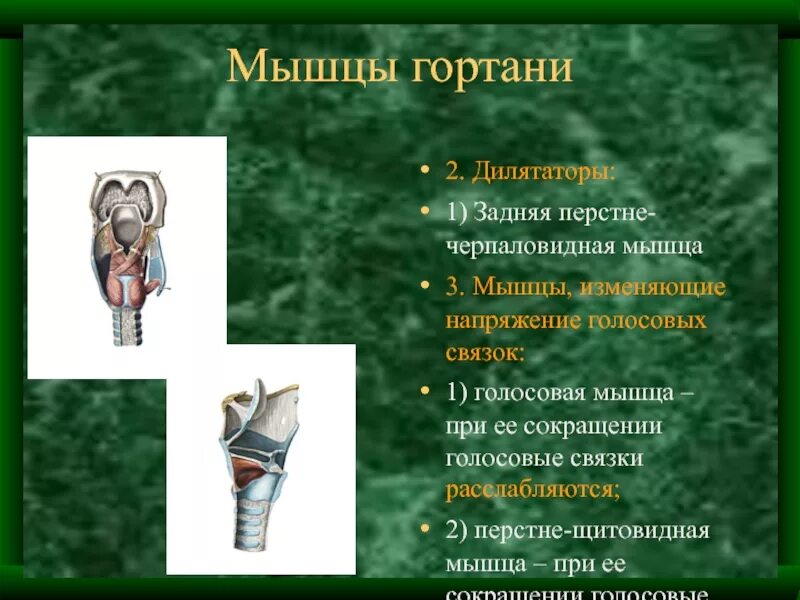 Мышцы голосовых связок. Мышцы изменяющие напряжение голосовых связок. Мышцы гортани дилятаторы. Мышцы гортани таблица. Мышцы изменяющие напряжение голосовых связок гортани.