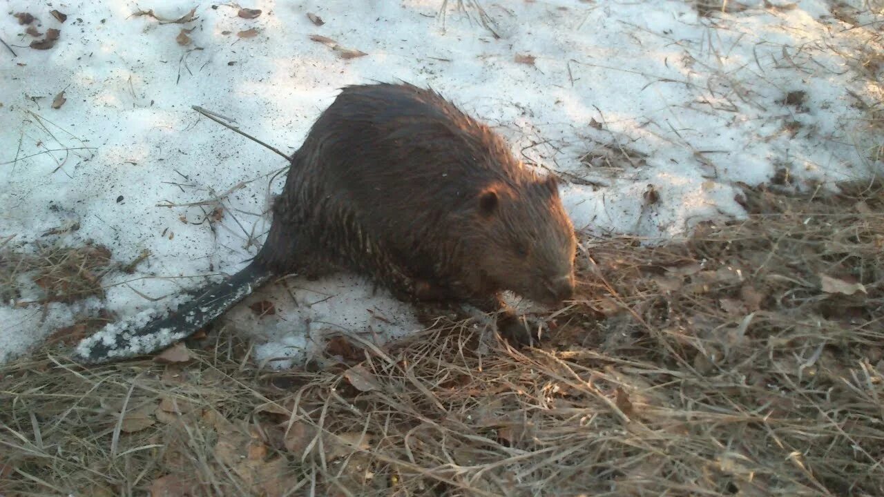 Бобры видео ютуб. Бобр весной. Бобр на Алтае. Бобры весной. Ручей с бобрами.