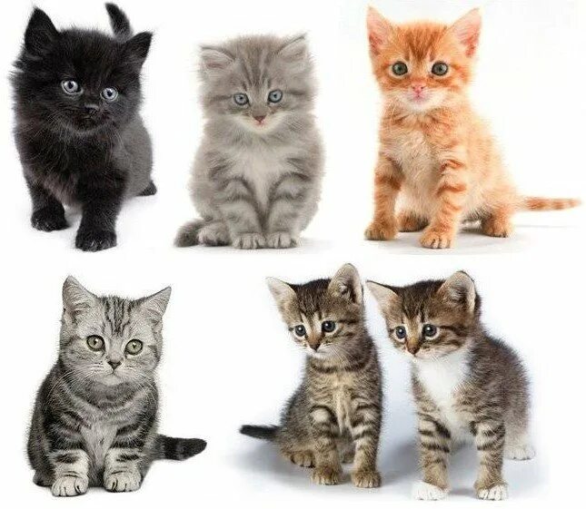 Размер домашней кошки. Котята разных пород. Котята в разном возрасте. Котята разных цветов. Котята по породам.