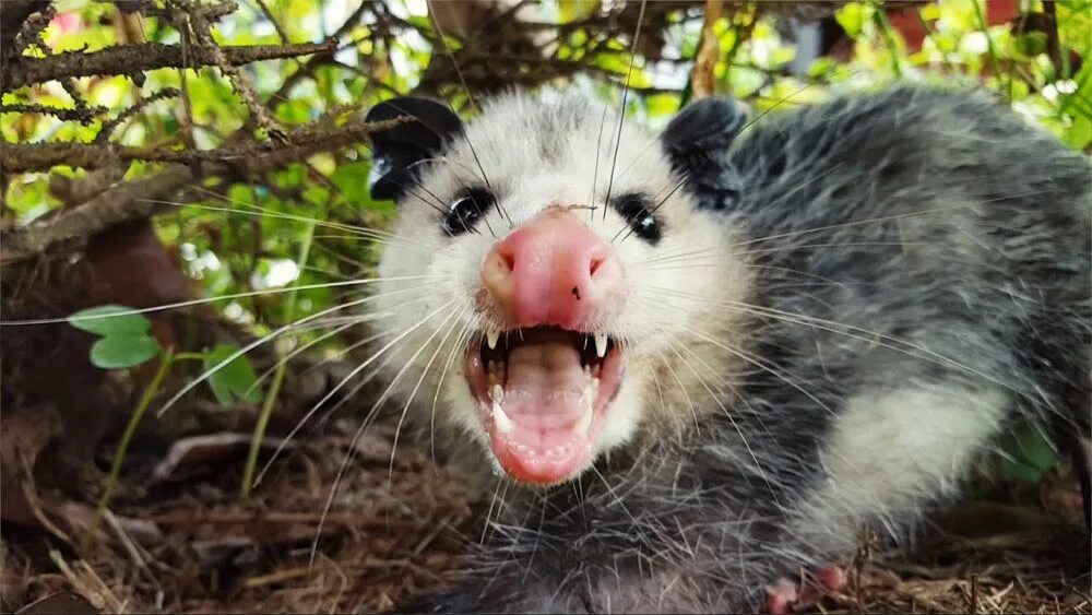 Noble Colleague lawn do opossums have pouches subject Sightseeing embarrassed