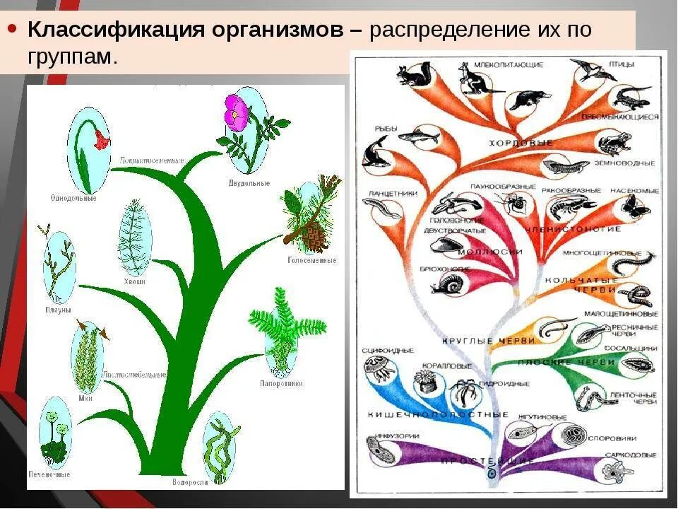Презентация по биологии "Великие естествоиспытатели" (5 класс)