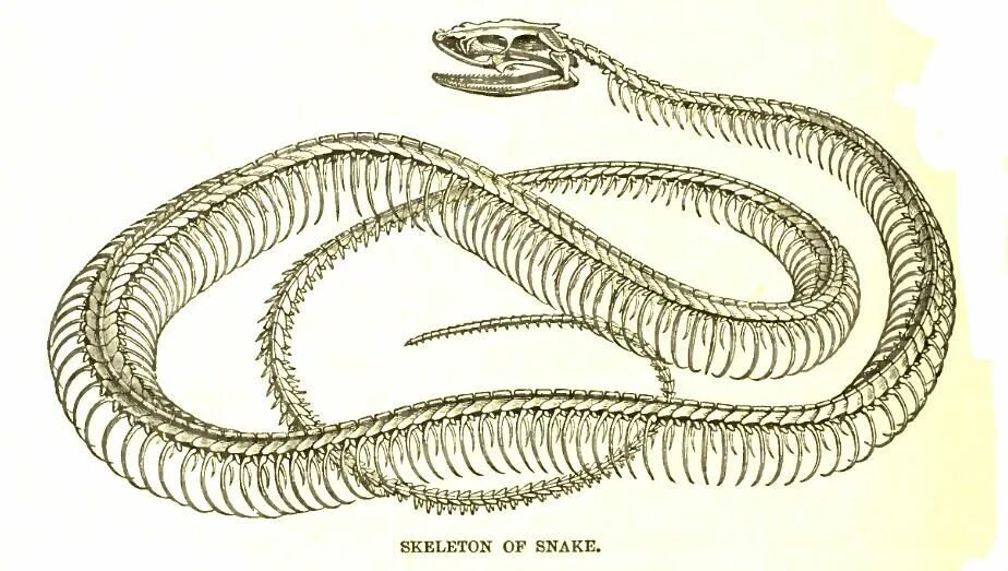 Строение питона. Скелет змеи строение. Скелет змеи анатомия. Безногие земноводные скелет. Червяга скелет.