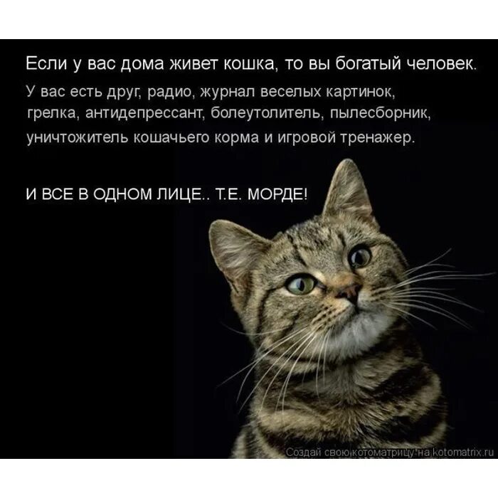 У меня есть только кошка