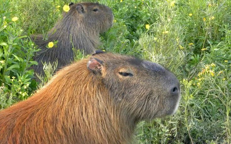 Животные аргентины фото The fauna of the Pampas Argentina Fauna, Pampas, Animals wild