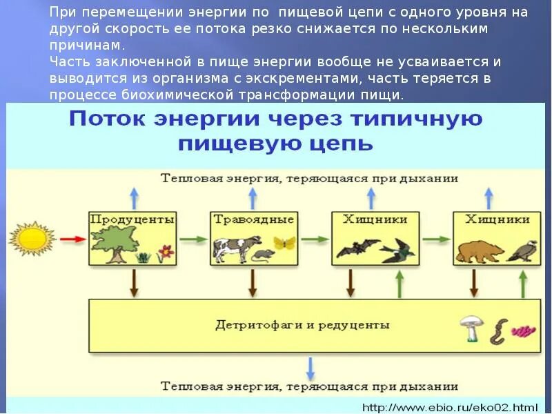 Потоки вещества и энергии в экосистеме. Поток энергии в экосистемах. Круговорот энергии в экосистеме. Поток вещества в экосистеме. Поток энергии и пищевые цепи