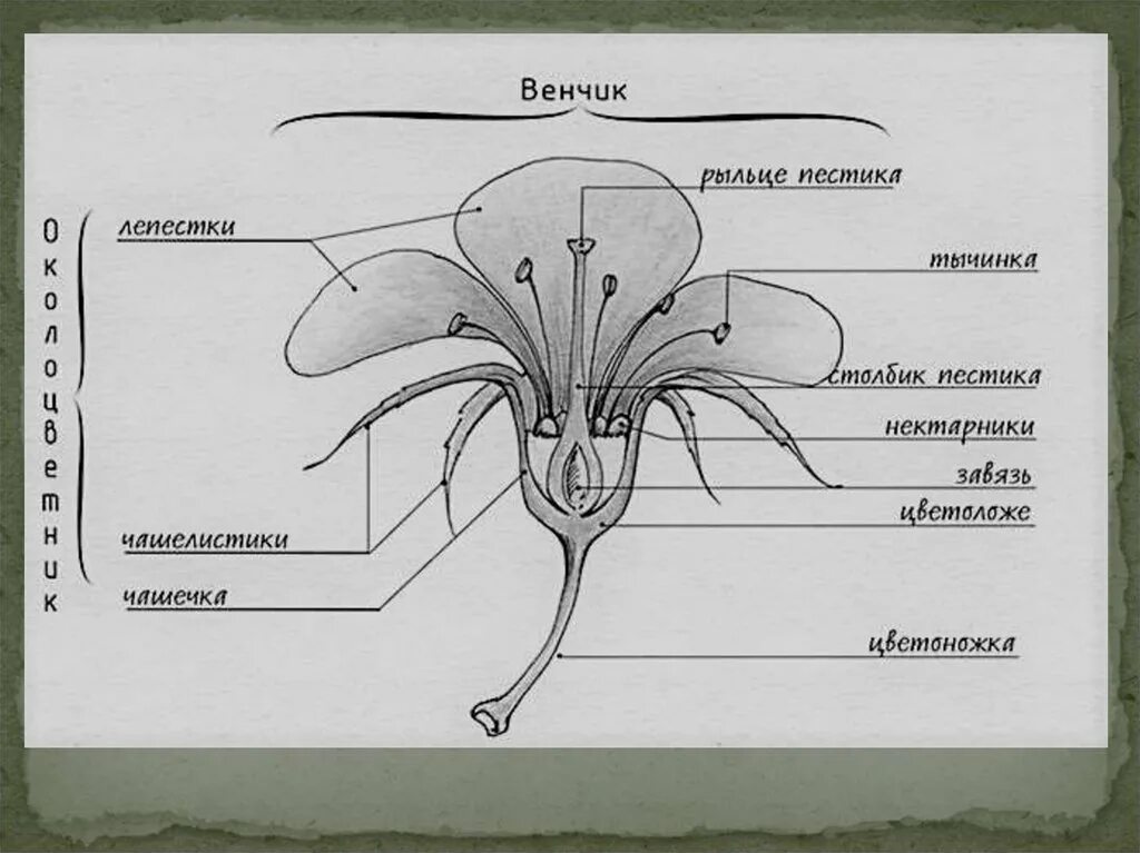 Егэ генеративные органы. Строение цветка схема венчик. Строение цветка околоцветник. Строение цветка околоцветник чашечка и венчик. Схема строения цветка покрытосеменных.