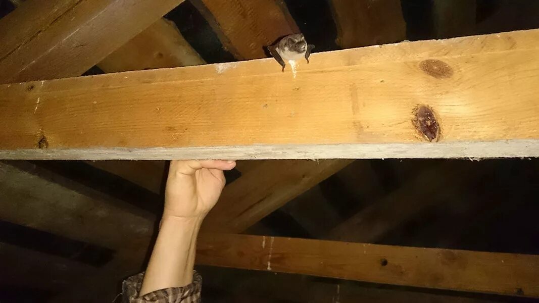 Крысиные гнезда под полом. Летучие мыши на чердаке. Летучие мыши на чердаке. Домик для летучих мышей. Летучие мыши на чердаке.