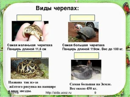 Размеры взрослой особи