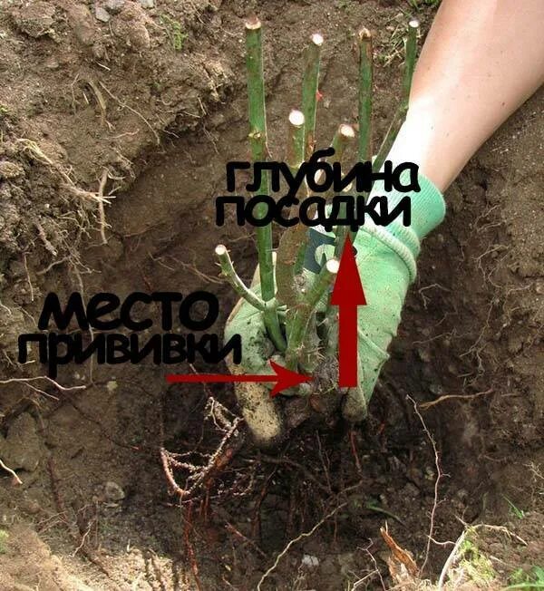 Посадка роз летом в открытый грунт. Посадка роз. посадка роз весной. посадка роз весной в открытый грунт. сажаем розы весной.