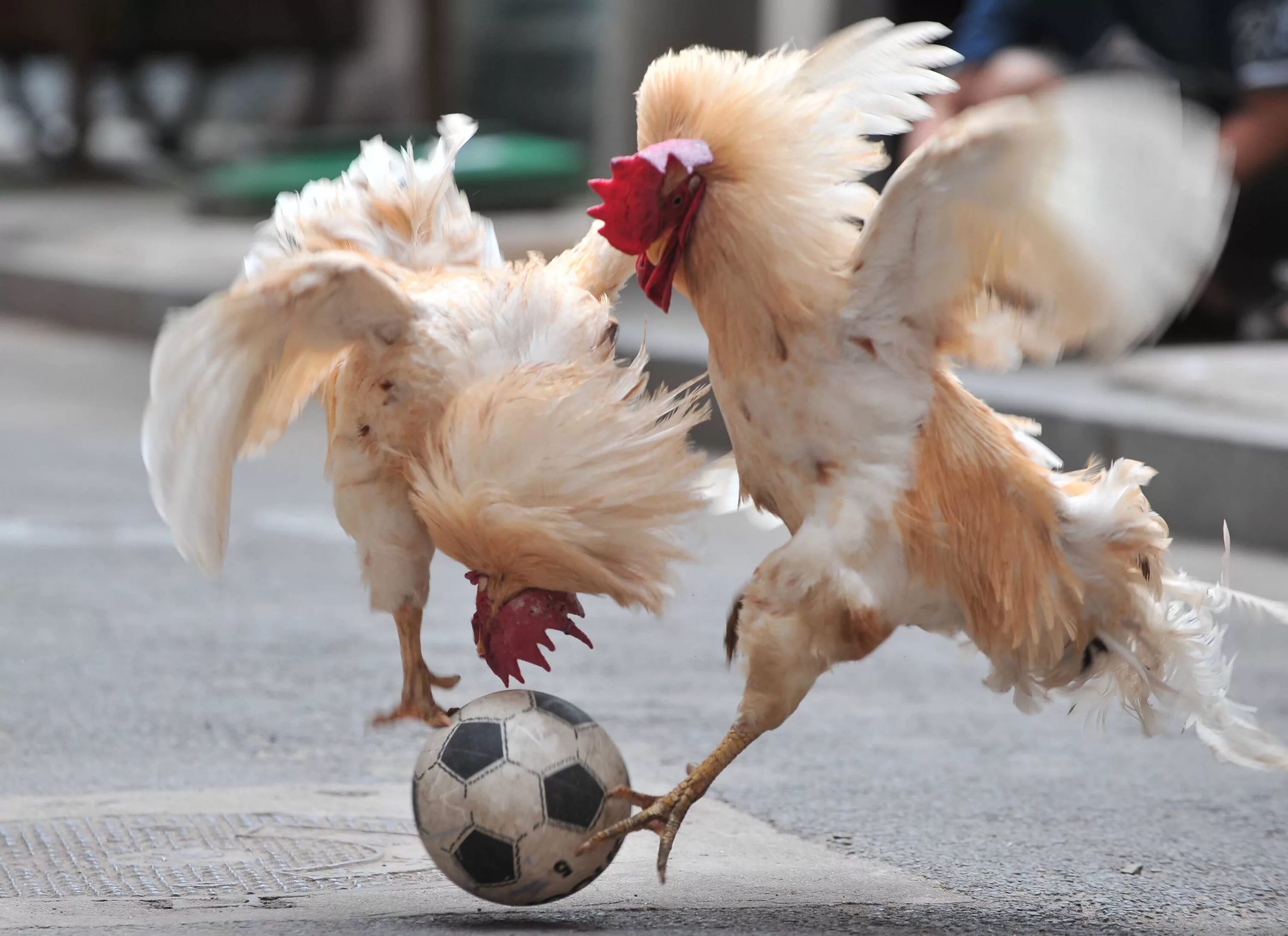 Гонять кур. Петух. Петухи играют в футбол. Курица и петух. Смешной петух.