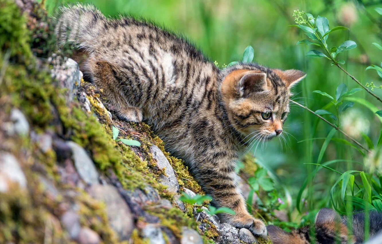 Лесная дикая кошка в экосистеме. Европейский Лесной кот камышовый. Европейский Лесной кот котенок. Кавказская Лесная кошка Felis Silvestris Caucasica. Шотландский Лесной камышовый кот.