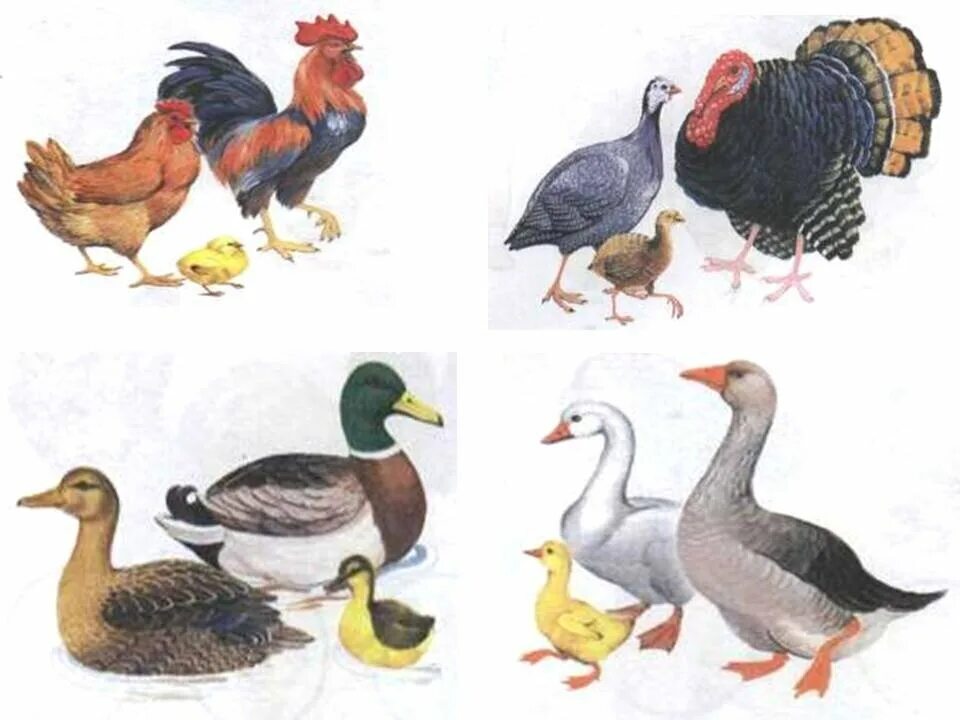 Гурина и. Домашние птицы для дошкольников. Домашние птицы (гусь, утка, индюк). Домашние птицы для дошкольников. Название домашних птиц.