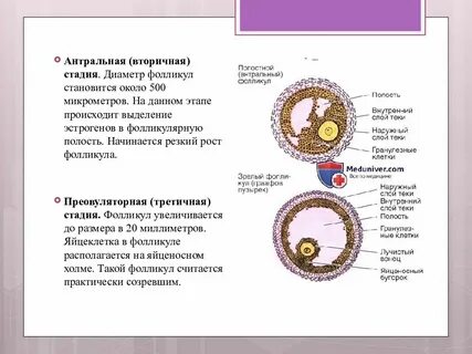 Фолликул 17 мм форум