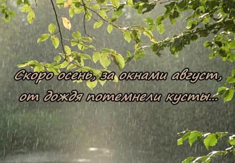 Дождь прошел стих. Скоро осень за окнами август. Скоро осеньза Онгоми август. Скоро осень за окнами авгу. Скоро осень.