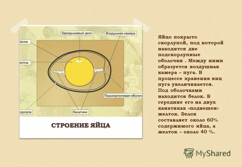 Какие функции выполняет яйцо