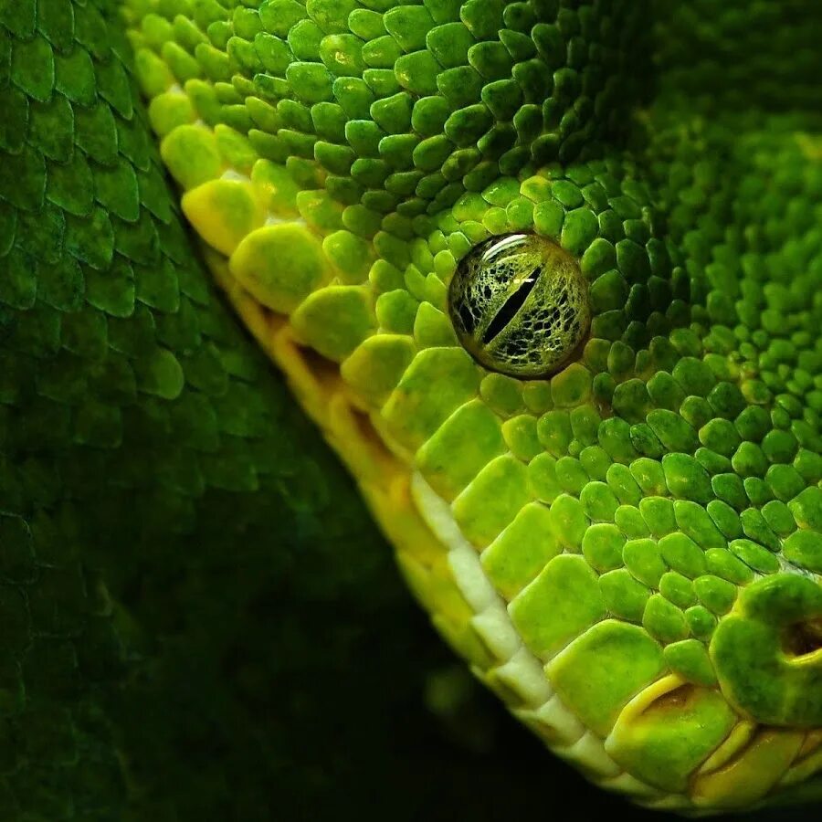 The Top 10 Deadliest Snakes in North America OutdoorHub
