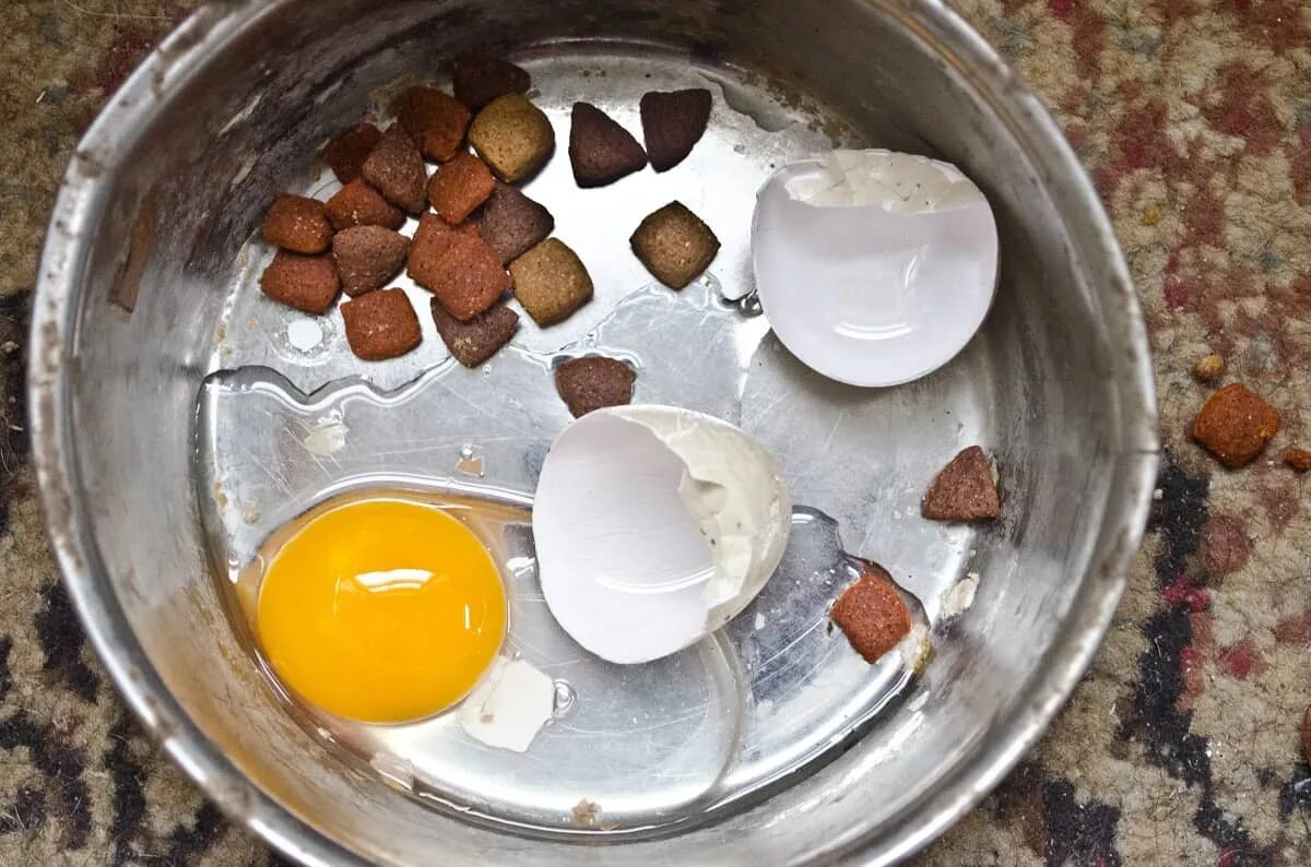 Сырые яйца щенку можно. Яйцо для собак полезно?. Собачьи яйца коктейль. Собака яйца в тарелке.