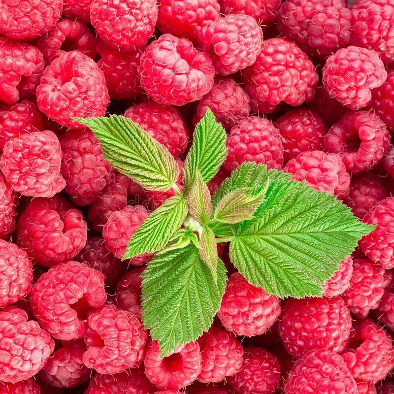 Органик бар малина пюре. Малина органик. Сушеная малина, 150 г. Малина в красивой тарелке. Пюре замороженное малина, 1 кг.