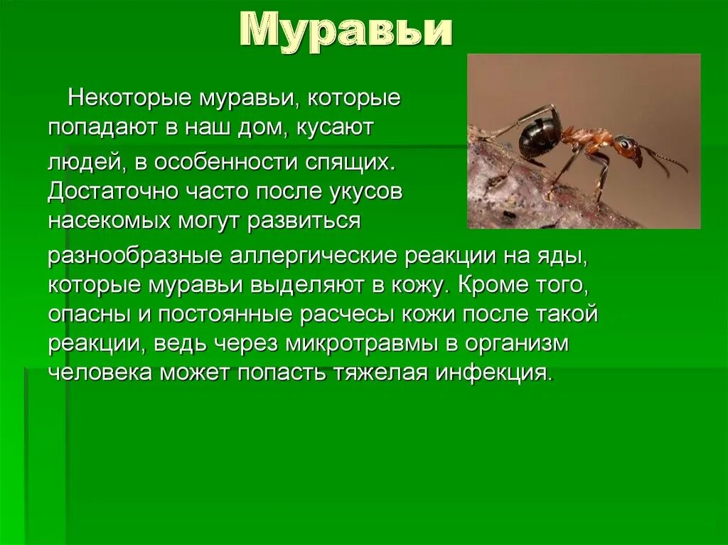 Как избавиться от домашних муравьев в квартире - Идеи для жизни - медиаплатформа