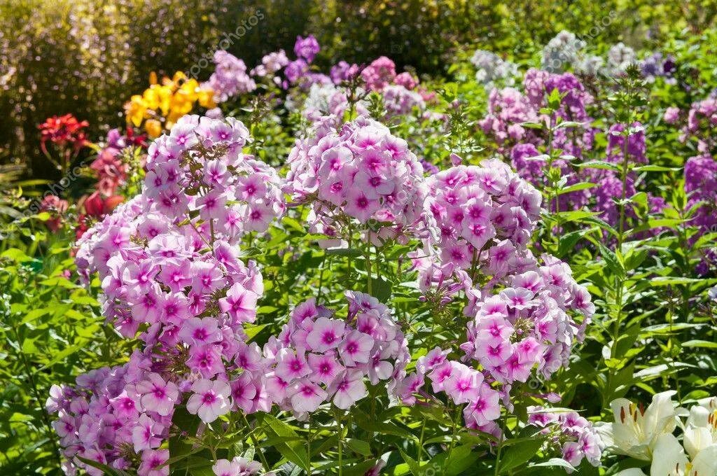 Флоксы посадка и уход в открытом грунте. Флокс phlox paniculata flame purple. Флоксы цветы. Флоксы многолетники. Флокс метельчатый смесь.