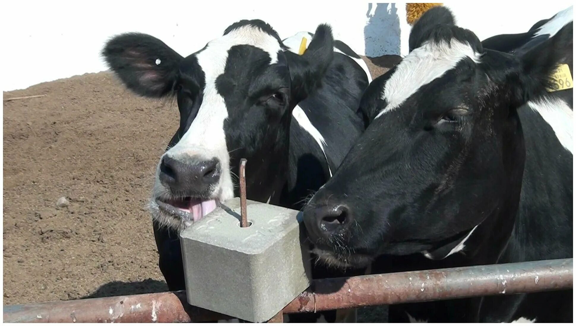 Лизунцы для крс. Поваренная соль для животных. Отравление поваренной солью у животных. Отравлете поваренной соль. Лизунцы для крс.