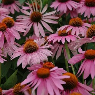 Эхинацея пурпурная echinacea purpurea