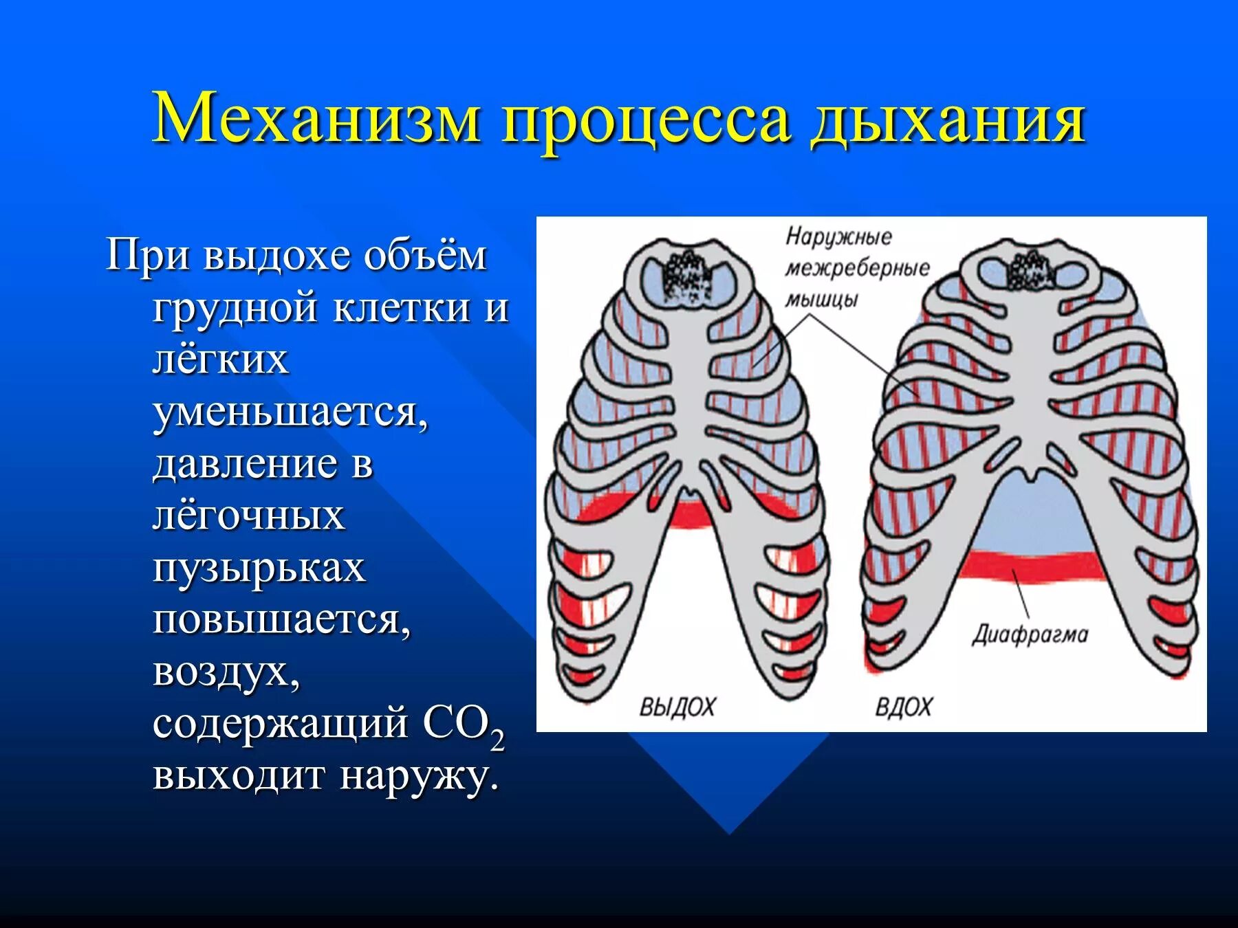 Вдох выдох выдох впр. Механизм вдоха и выдоха легкие. Механизм процесса дыхания. Грудное дыхание механизм. Механизм дыхания легкие.