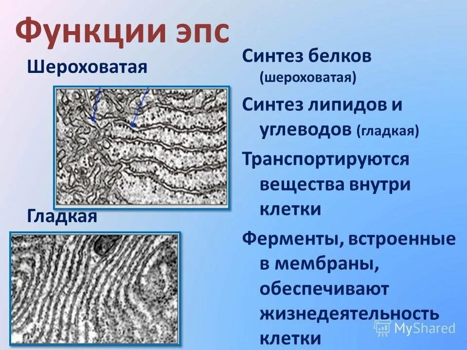 Шероховатый эндоплазматический ретикулум функции. Гладкая и шероховатая ЭПС функции. Гранулярная эндоплазматическая сеть функции. Агранулярная ЭПС функции. Эпс строение и функции