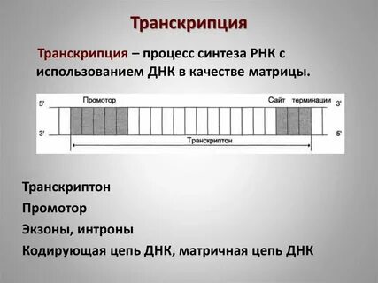 Транскриптон