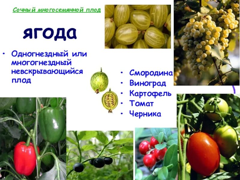 Сочные многосемянные плоды померанец. Срчные много семчные плоды. Многосемянные сухие плоды померанец. Многосемянные ягоды. Сочные многосемянные плоды ягода.