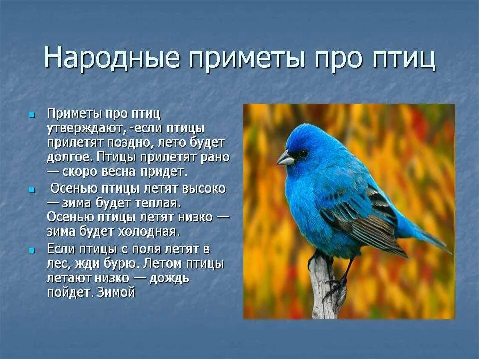 Приметы про птиц. Суеверия про птиц. Народные приметы связанные с птицами. Народных примет о птицах.