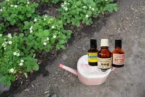Народные средства подкормки цветов