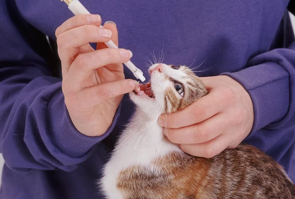 Как дать коту таблетку