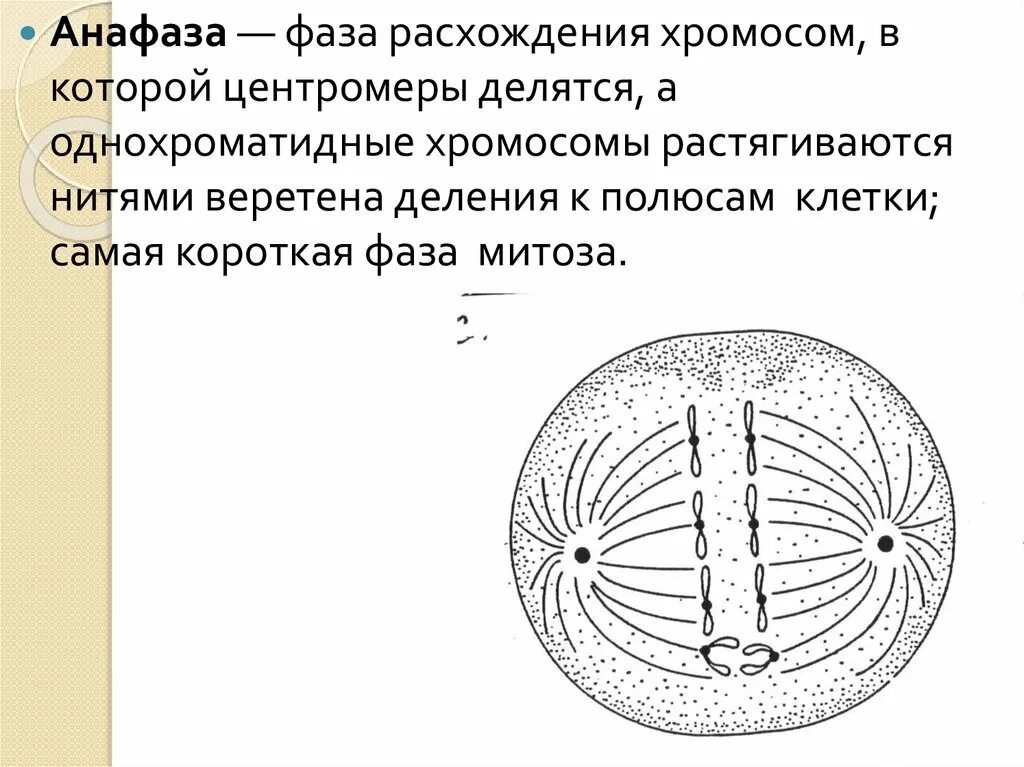 Фазы анафазы